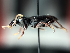 Harpalus attenuatus