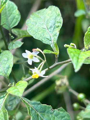 Solanum americanum observed 2026-01-08
