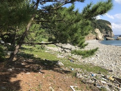 Japanese Black Pine (Pinus thunbergii)