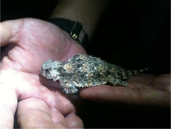 Phrynosoma goodei