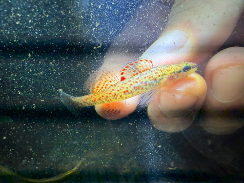 Brown darter (Etheostoma edwini) — Percidae — 5
