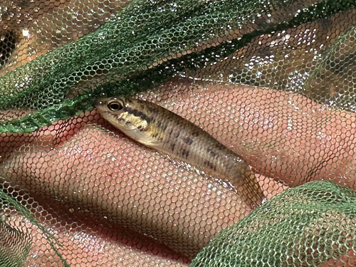 Prima fighter (Betta prima) — Osphronemidae — 2