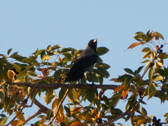 Corvus cornix