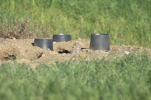 View observation of {o.common_name} on iNaturalist