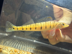 Southern Logperch photo 3
