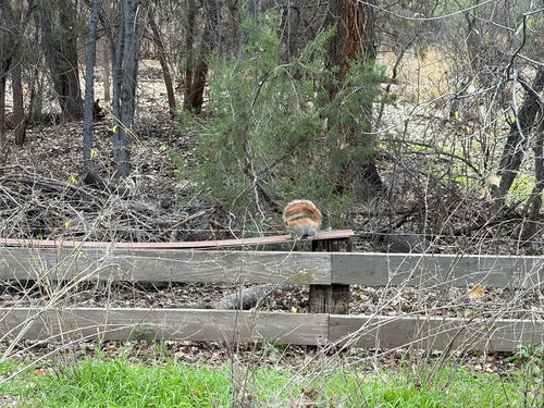Arizona Gray Squirrel observed by logan_young