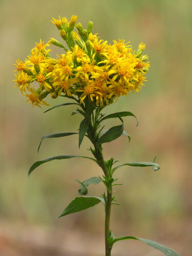 Solidago virgaurea iNat (1)