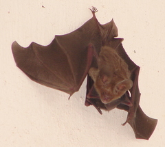 Hipposideros