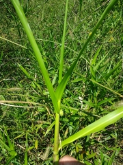 Hymenachne amplexicaulis