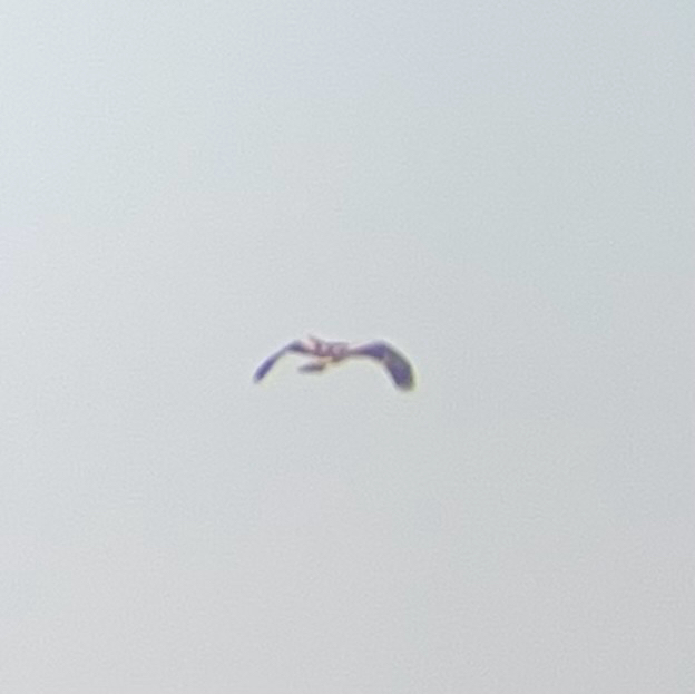 Booted Eagle (Hieraaetus pennatus), photo 2