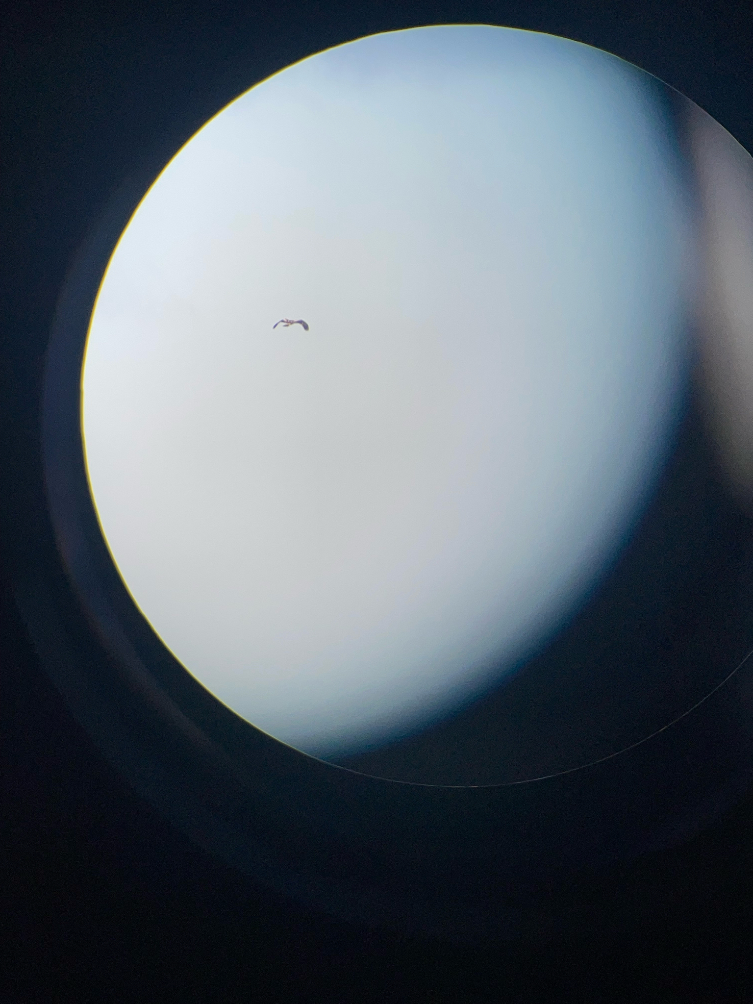 Booted Eagle (Hieraaetus pennatus), photo 3