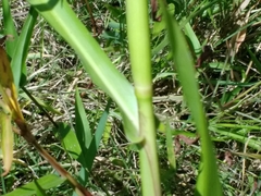 Hymenachne amplexicaulis