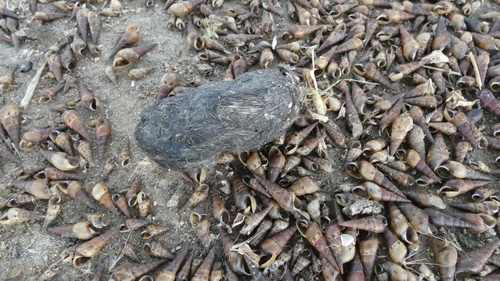 View observation of {o.common_name} on iNaturalist