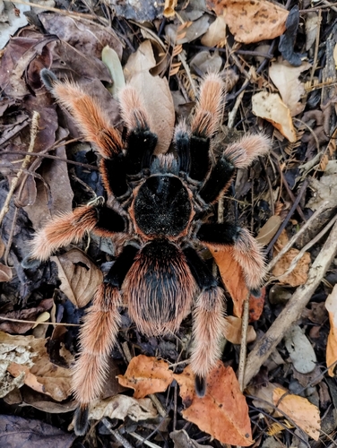Mexican Pink Tarantula