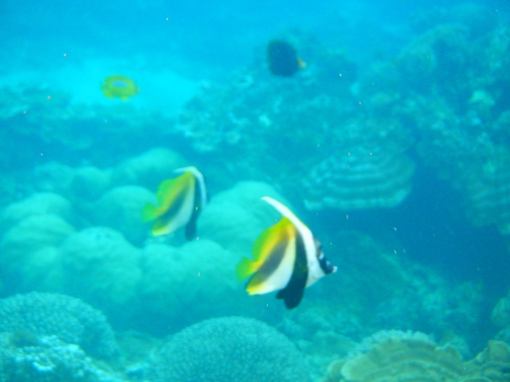 Masked bannerfish (Heniochus monoceros) — Chaetodontidae