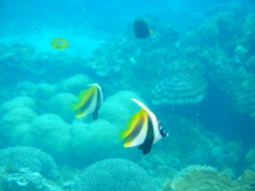 Masked bannerfish (Heniochus monoceros) — Chaetodontidae