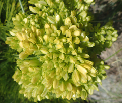 Aciphylla dieffenbachii