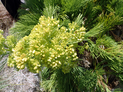 Aciphylla dieffenbachii