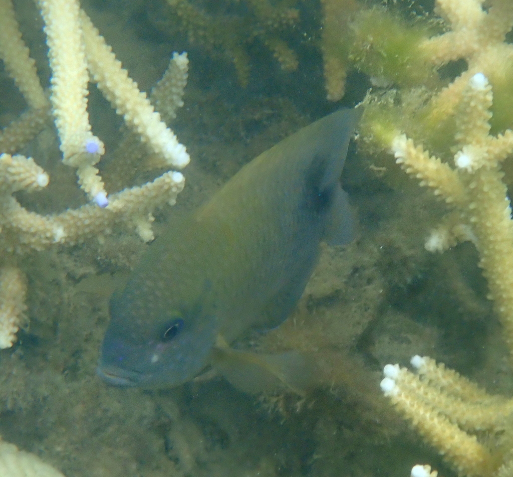 Blunt snout gregory (Stegastes punctatus) — Pomacentridae