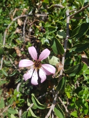 Mutisia spinosa