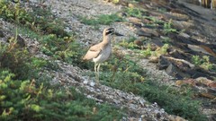 Esacus recurvirostris