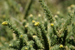 Adenocarpus viscosus image