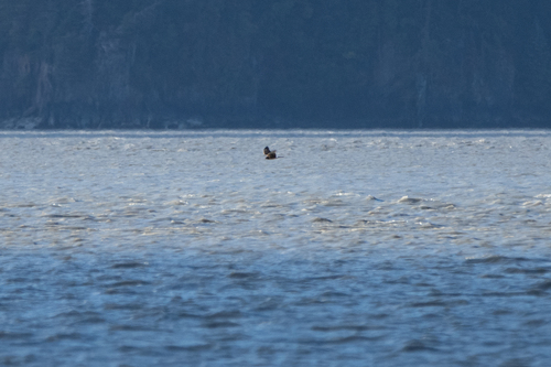Northern Harrier