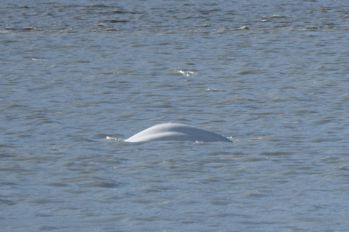Beluga Whale