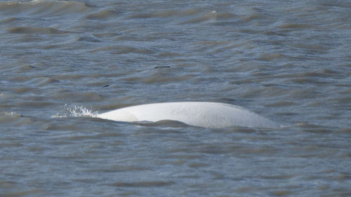 Beluga Whale