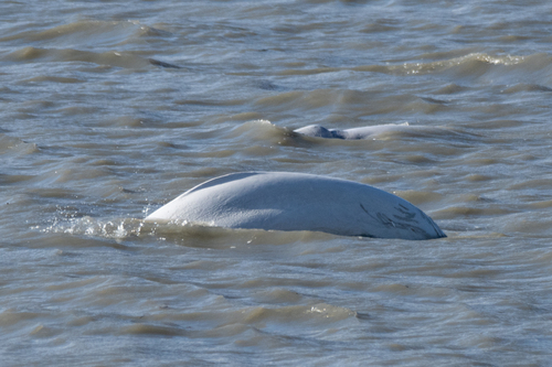 Beluga Whale