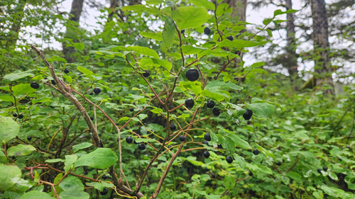 Alaska Blueberry (Vaccinium alaskaense)
