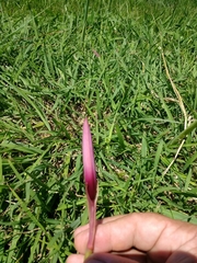 Zephyranthes brachyandra