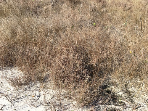 Schizachyrium maritimum, photograph 1