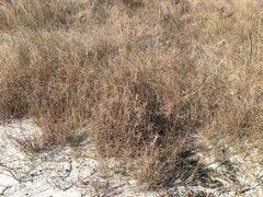 Schizachyrium maritimum, photograph (c) Gabriel Campbell-Martinez, some rights reserved (CC BY)