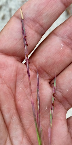 Schizachyrium maritimum, photograph 3