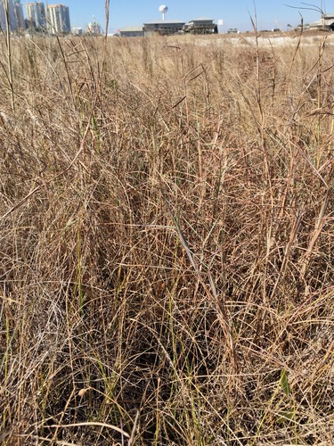 Schizachyrium maritimum, photograph 2