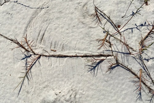 Gulf Bluestem (Schizachyrium maritimum)