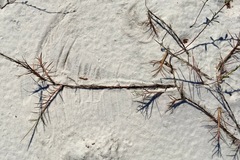 Schizachyrium maritimum
