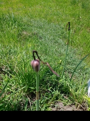 Zephyranthes brachyandra