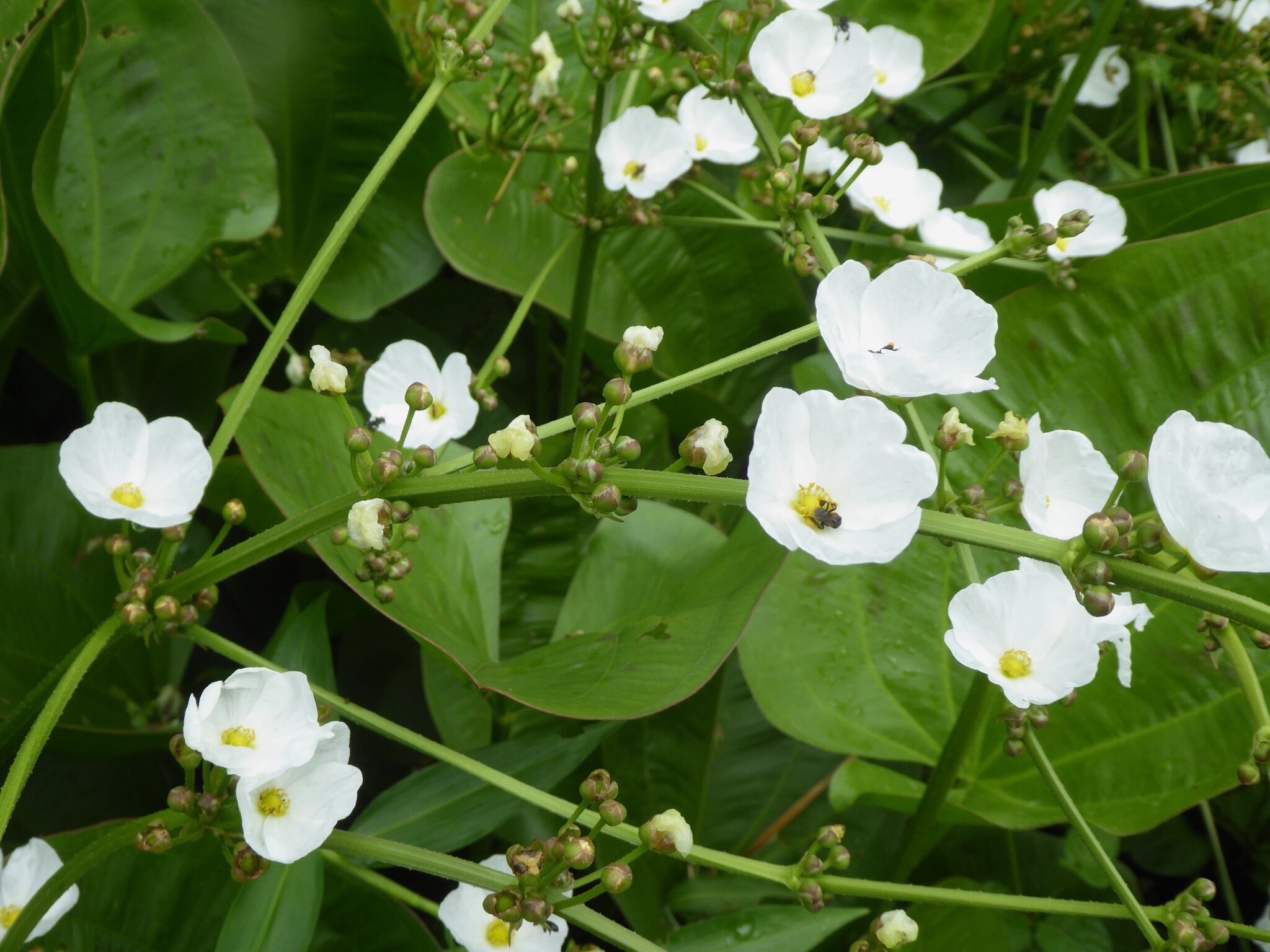Aquarius cordifolius