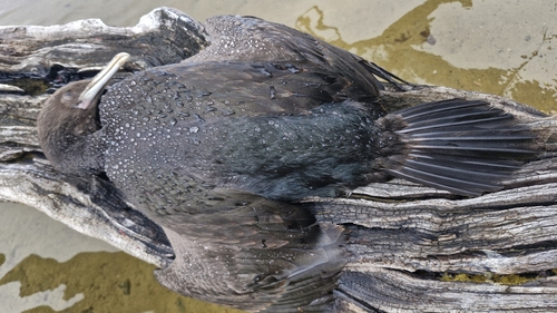 Stewart Island Shag (Leucocarbo chalconotus), photo 3