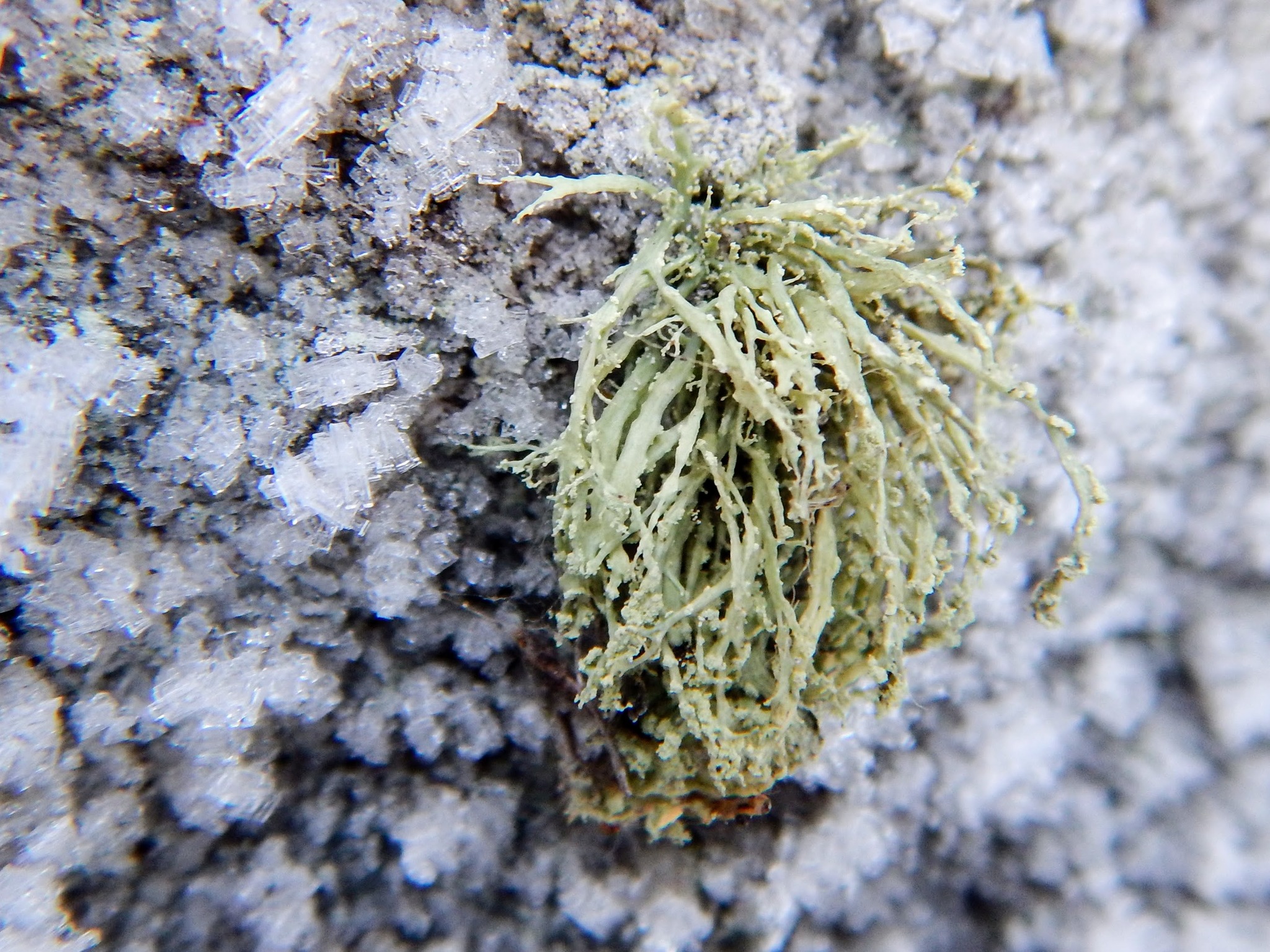 Ramalina intermedia image