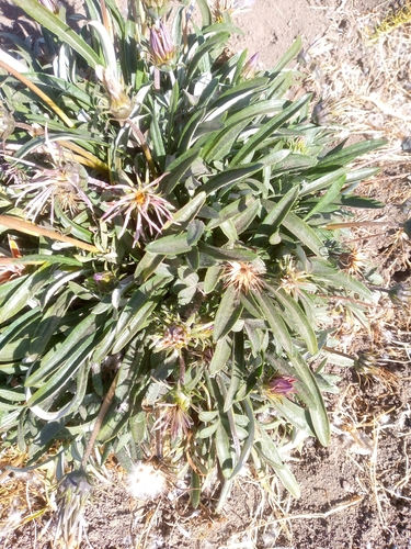 Garden Treasure Flower