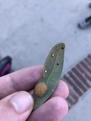 Druon quercuslanigerum