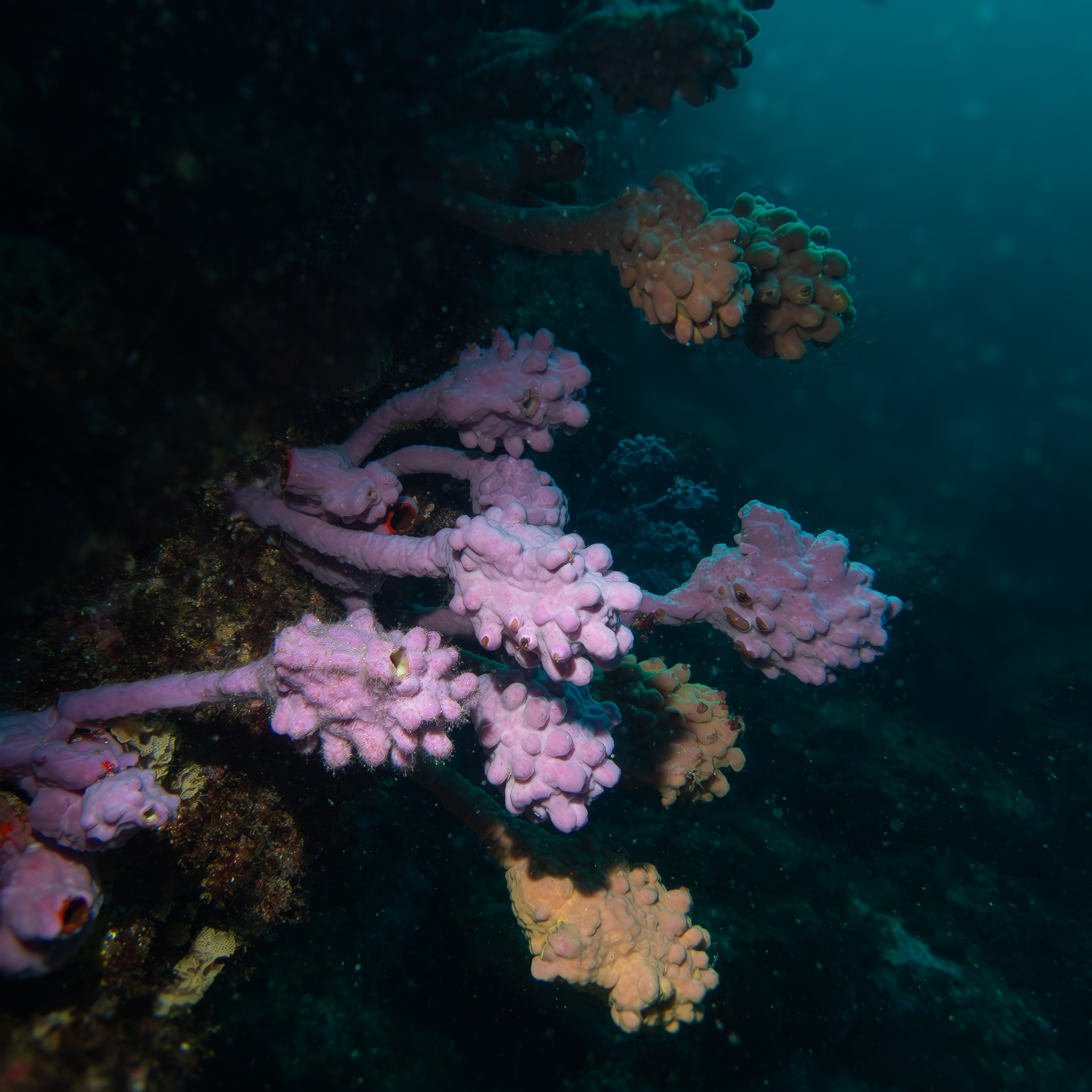 Pyura spinifera (Quoy & Gaimard, 1834)