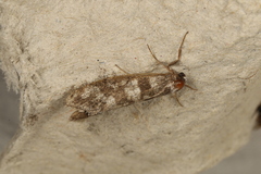 Lepidoscia