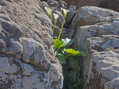 Zantedeschia odorata
