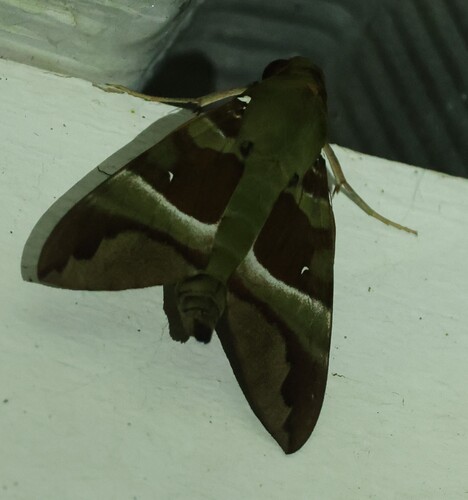 Whitebanded Nephele