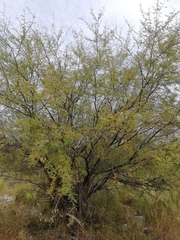 Magnoliopsida