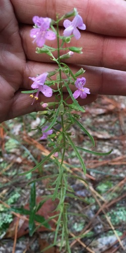 smoky balm (Dicerandra fumella)